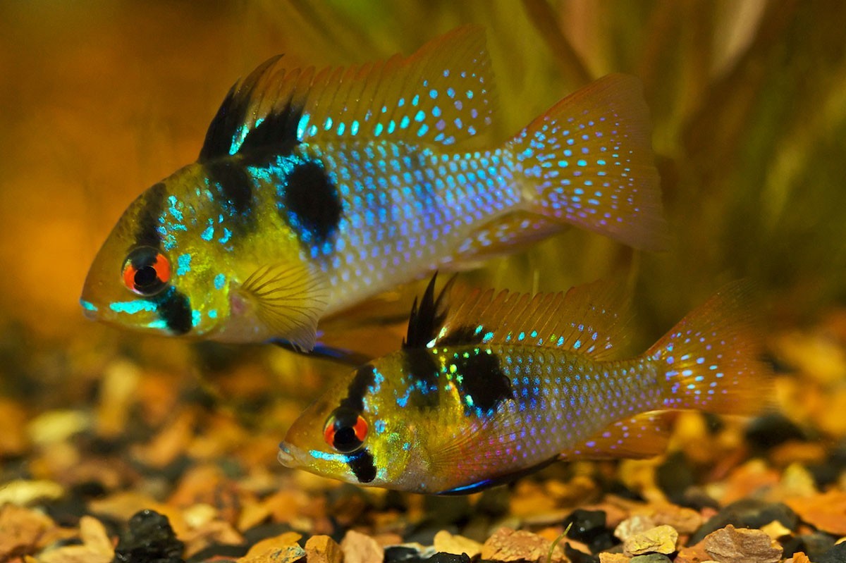 Pack of 3 Live German Blue Rams – Vibrant - Dwarf Cichlids – 1–1.25” Size
