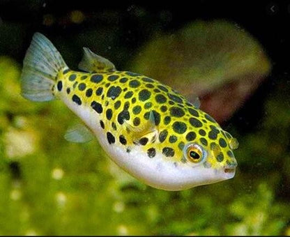 Leopard Puffer 1.5" - 2" Live Fish