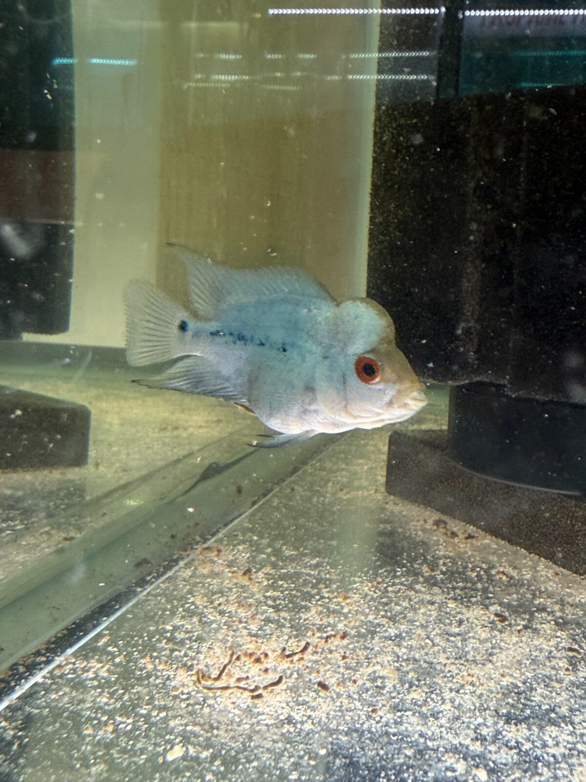 Blue Diamond Flower Horn 2 Inch HIGH QUALITY Live Fish
