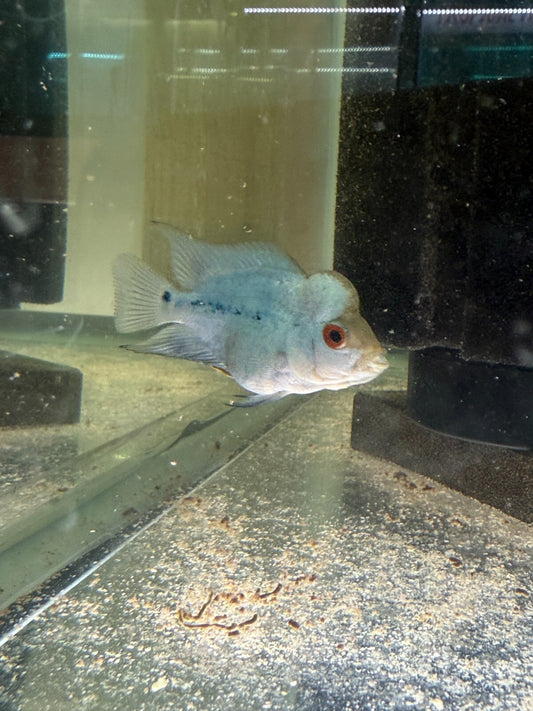 Blue Diamond Flower Horn 2 Inch HIGH QUALITY Live Fish