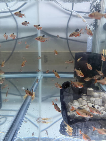 Tetra Serpae LF Pack of 8, Live Fish for Aquarium FREE SHIPPING