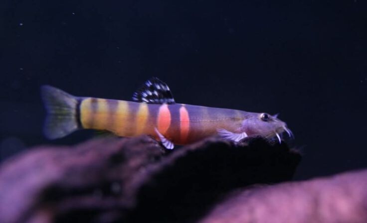 3-Pack Tri-Band Orange Sumo Loach Live Fish