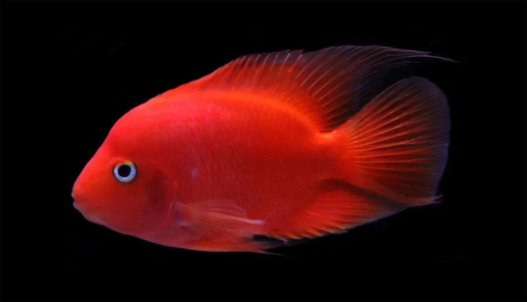 Purple King Kong Parrot Cichlid 2.5–3″ – Live Vibrant Freshwater Fish