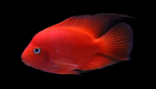 Purple King Kong Parrot Cichlid 2.5–3″ – Live Vibrant Freshwater Fish