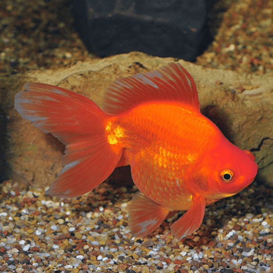 Red Ryukin Fantail 2.5 - 3 Inch Live Fish