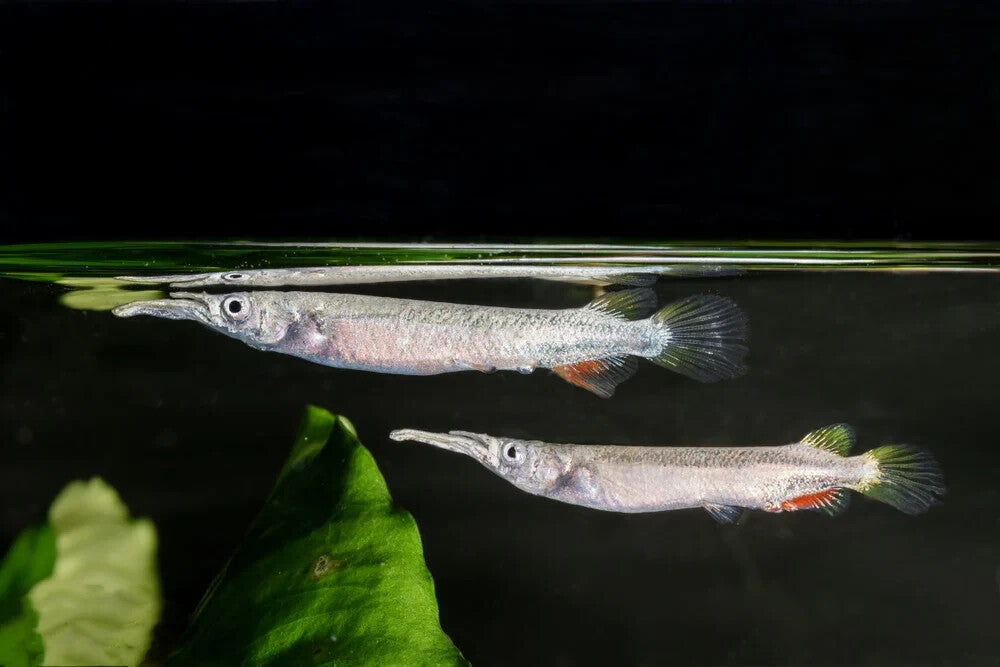 3-Pack Gold Wrestling Halfbeak Livebearers – Live Tropical Freshwater Fish