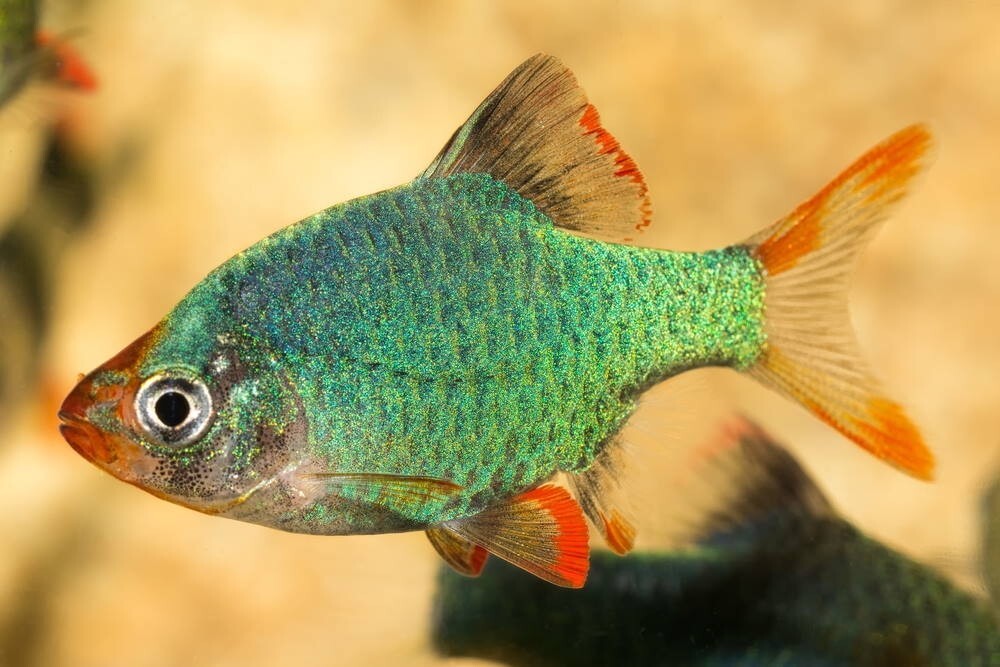 Pack 6 Green Tiger Barb ( Puntigrus Tetrazona) LiveFish FREE SHIPPING