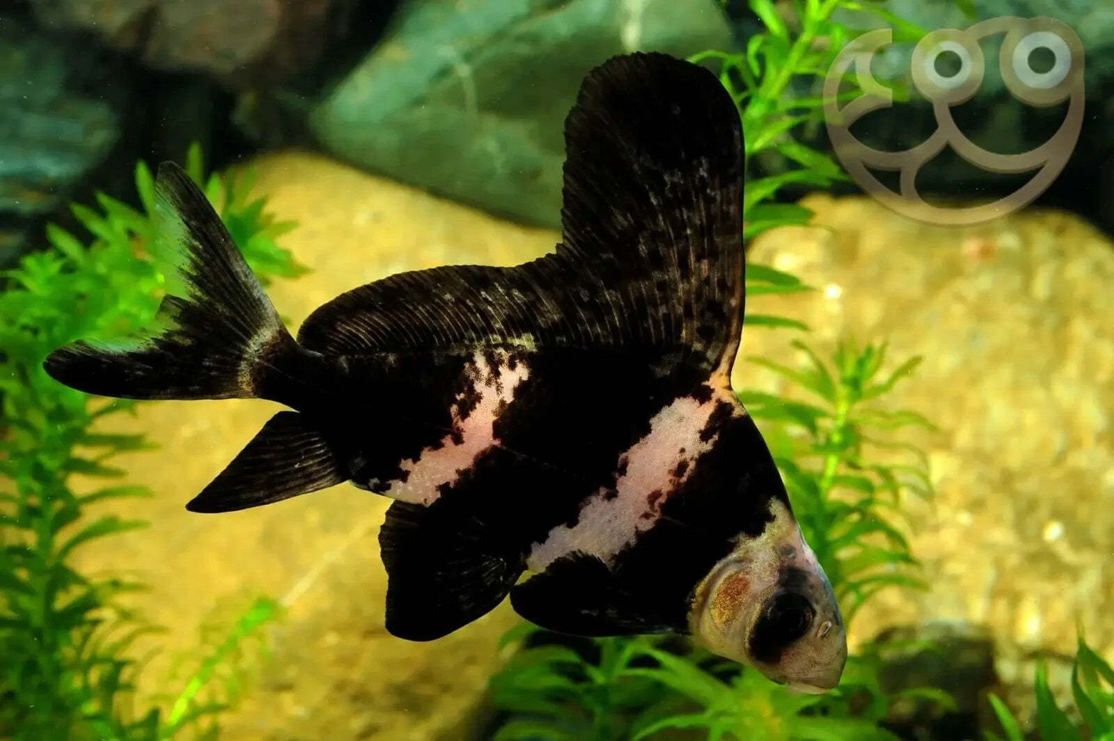Live Chinese High Fin Banded-Shark – 1.5-2.0– Rare Freshwater Aquarium Fish