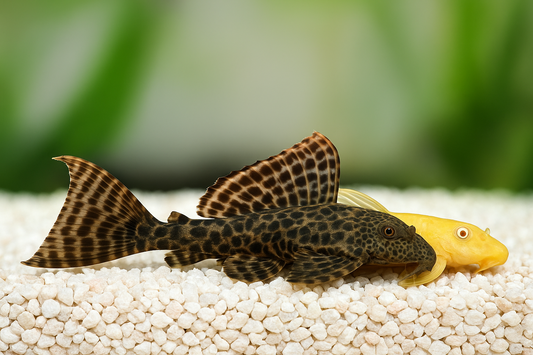 Pleco Ancistrus Albino / Plecostomus Hipostomus Pack4 (2-2) FREE SHIPPING
