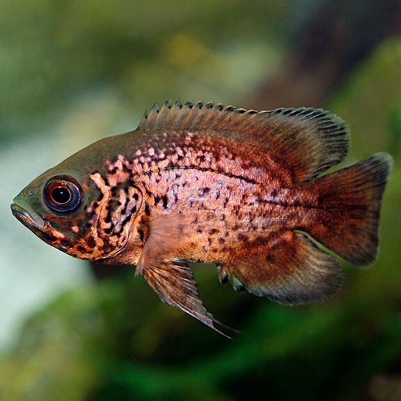 Oscar Red  - Size 1-1.5 - Live Fish