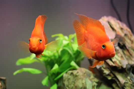 Live Blood Parrot - Size 2.5-3inch Live Fish