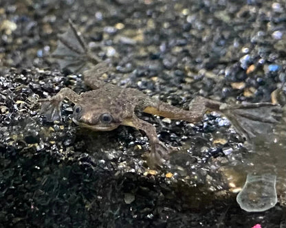 African Dwarf Frog 5-Pack Live Fish Aquarium Free Shipping