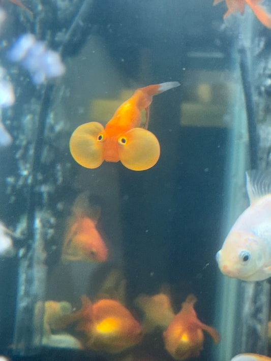 Red Assorted Bubble‑Eye Goldfish Pack of 2 – Fancy Live Aquarium Fish 2–3″