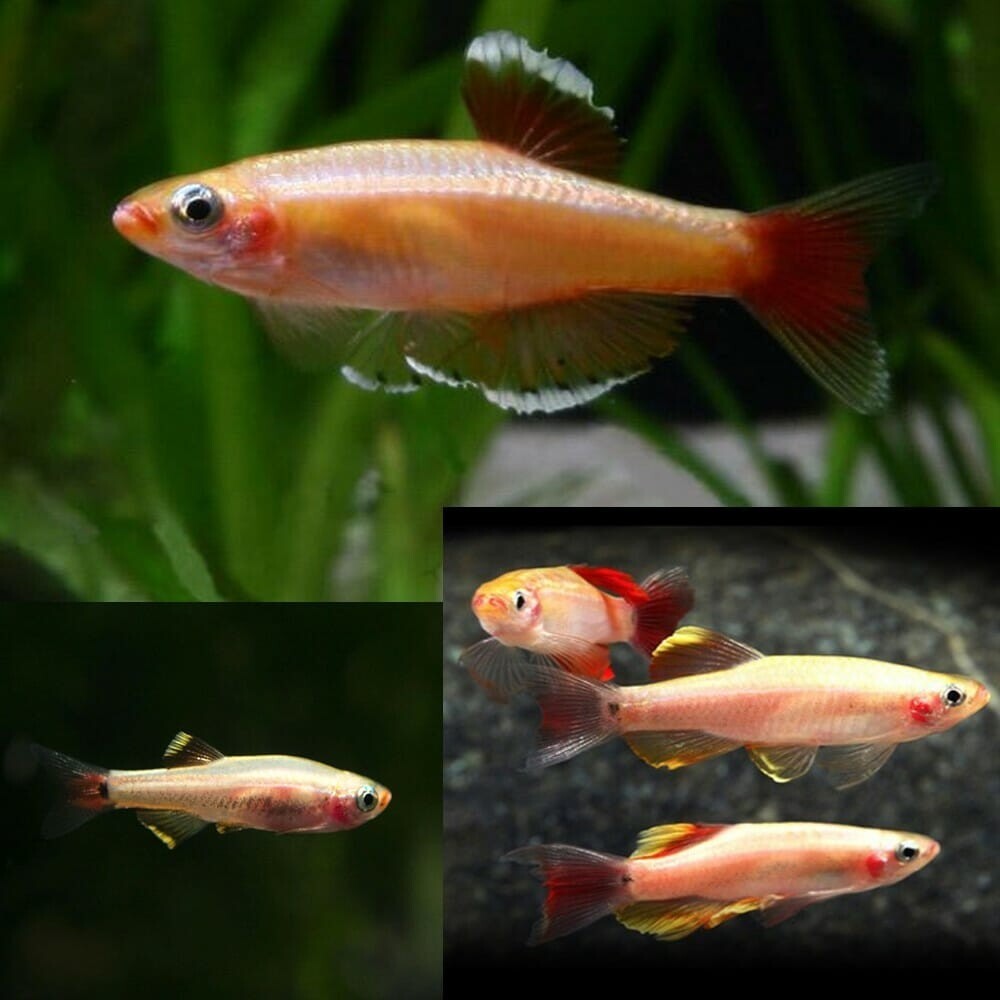 8Pack Gold - White Cloud Danio (Tanichthys Albonubes) Live Fish FREE SHIPPING