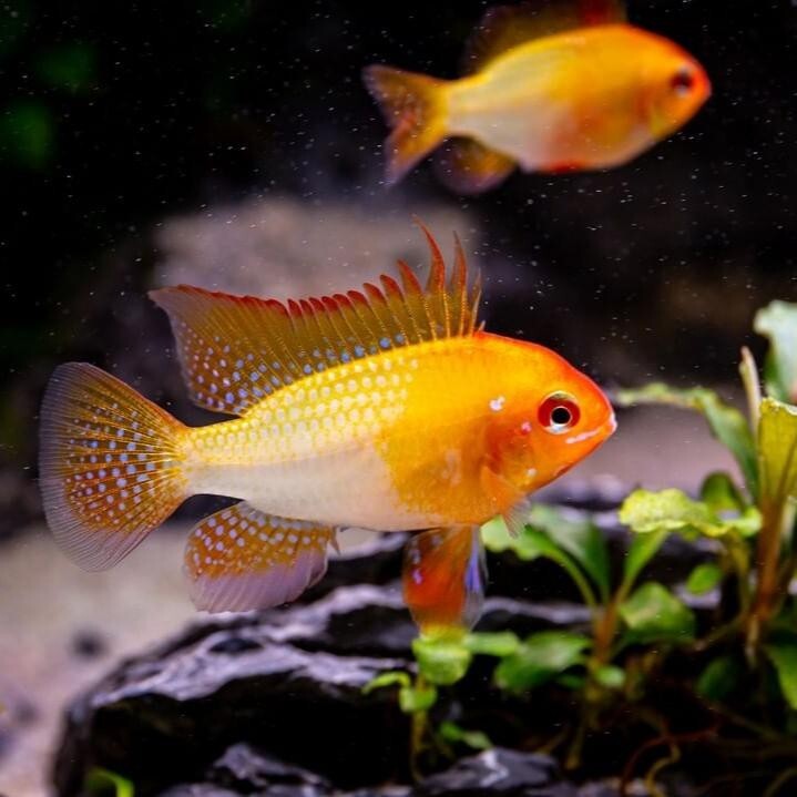 1M-1F German Gold Ram Cichlid Live Fish