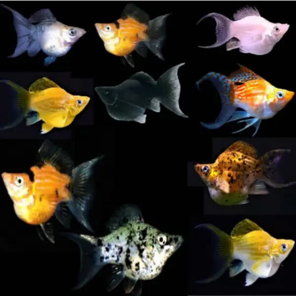 Pack of 6 Assorted Neon Butterfly Lyretail Balloon Molly Live Fish