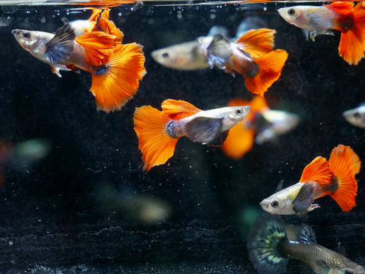 Live Fish Pack of 3 Male Dumbo Ear Platinum Red Guppies – Rare Fancy Fish