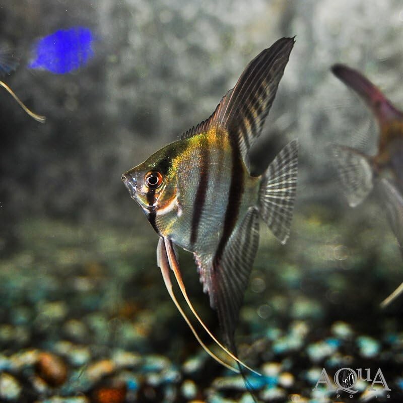 Angel Mix Fancy (1.5-2 inch Body Pack 4). Live Fish for Aquarium FREE SHIPPING