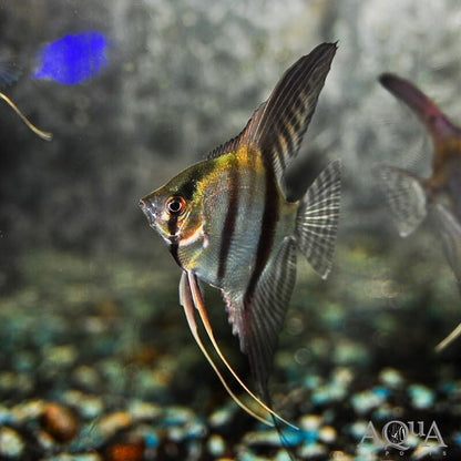 Angel Mix Fancy (1.5-2 inch Body Pack 4). Live Fish for Aquarium FREE SHIPPING