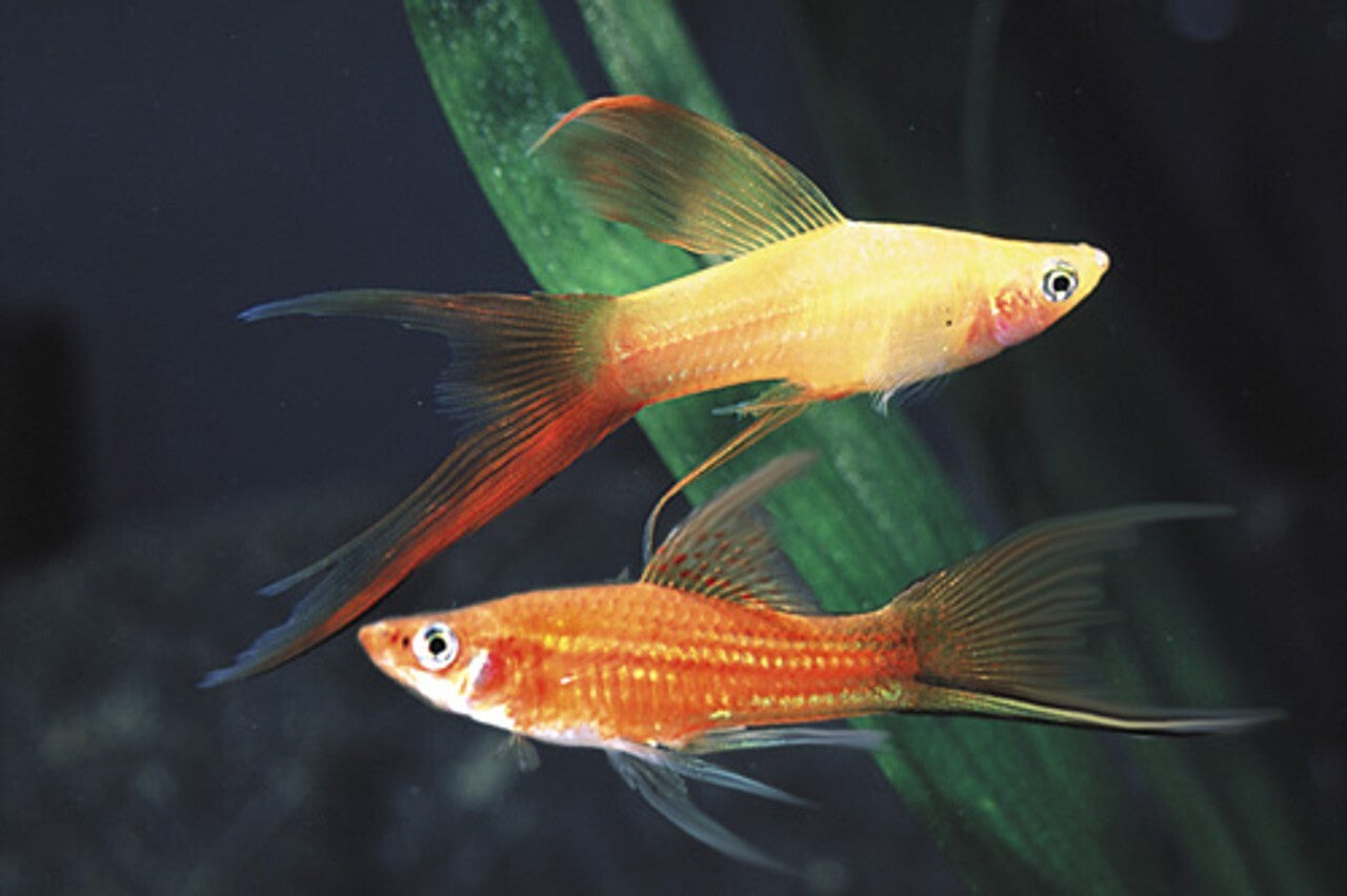 Pack 5 Assorted Lyretail Swordtail Live Fish