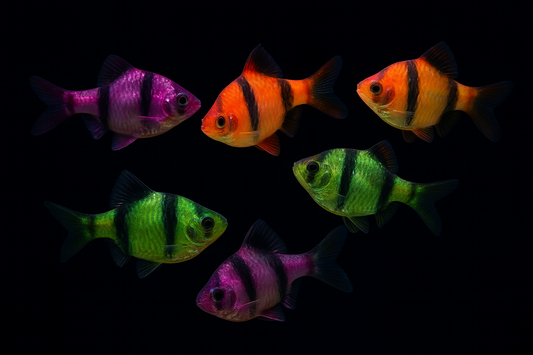 6 Live Glo Tiger Barbs Fish – 2 Green, 2 Orange, 2 Purple Live Fish