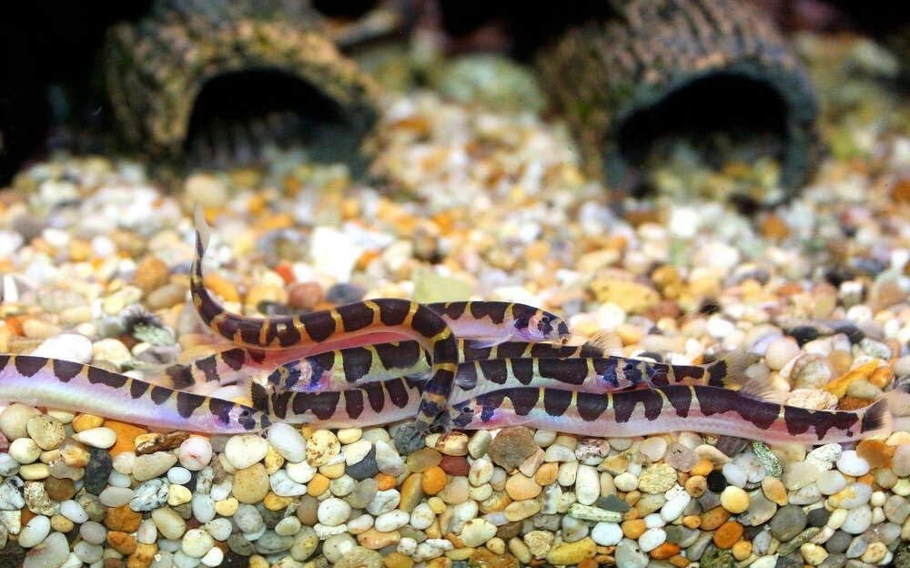 Kuhlii Loach (Pack 10) Live Fish for Aquarium FREE SHIPPING