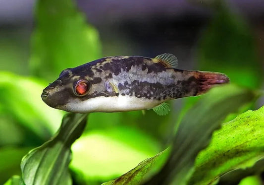 Dwarf Red Eye Puffer 0.75-1” Live Fish Freshwater Rare Pufferfish from Sumatra