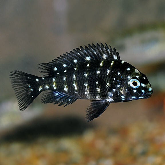 Tropheus Duboisi  1.5-2.0 Inch Juvenile Live Fish