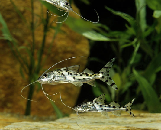 2x Polka Dot Pictus Catfish – Live Freshwater Fish – Community Bottom Feeder