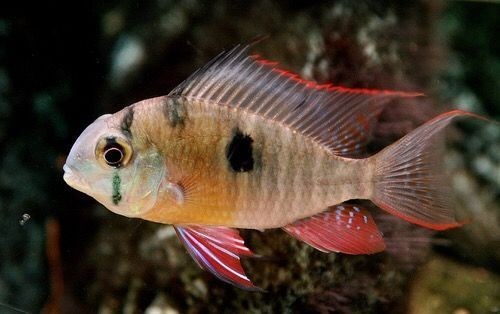 Pack of 3 – Bolivian Ram Cichlids 1″–1.5″ – Live Freshwater Fish