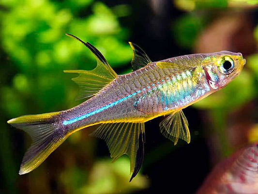 3 Live Celebes Rainbowfish – Peaceful Freshwater Fish – Rare & Elegant
