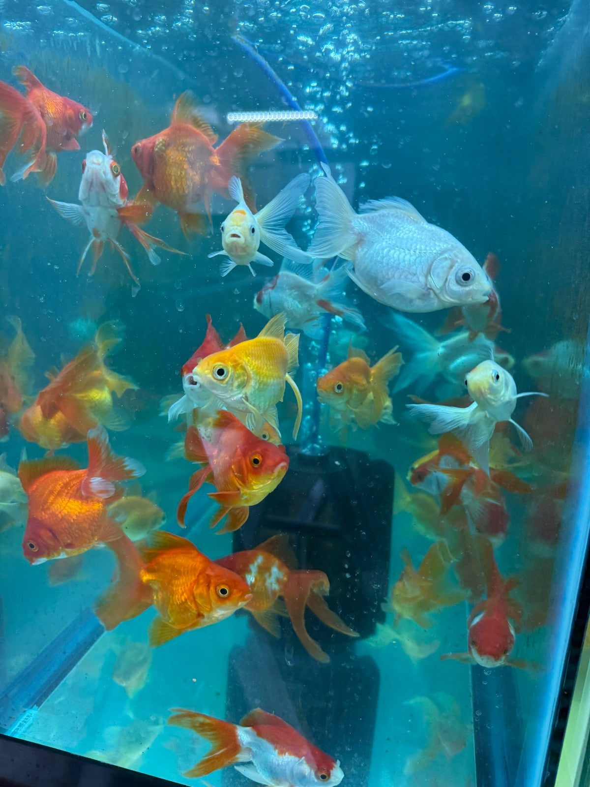 Red and White Ryukin Goldfish 3-4” Assorted Live Fancy Aquarium Fish