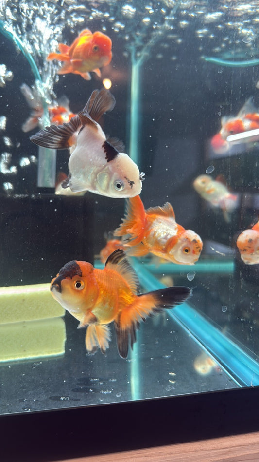 Premium Oranda Fantail Assorted 3 INCH Goldfish High Quality Live Fish