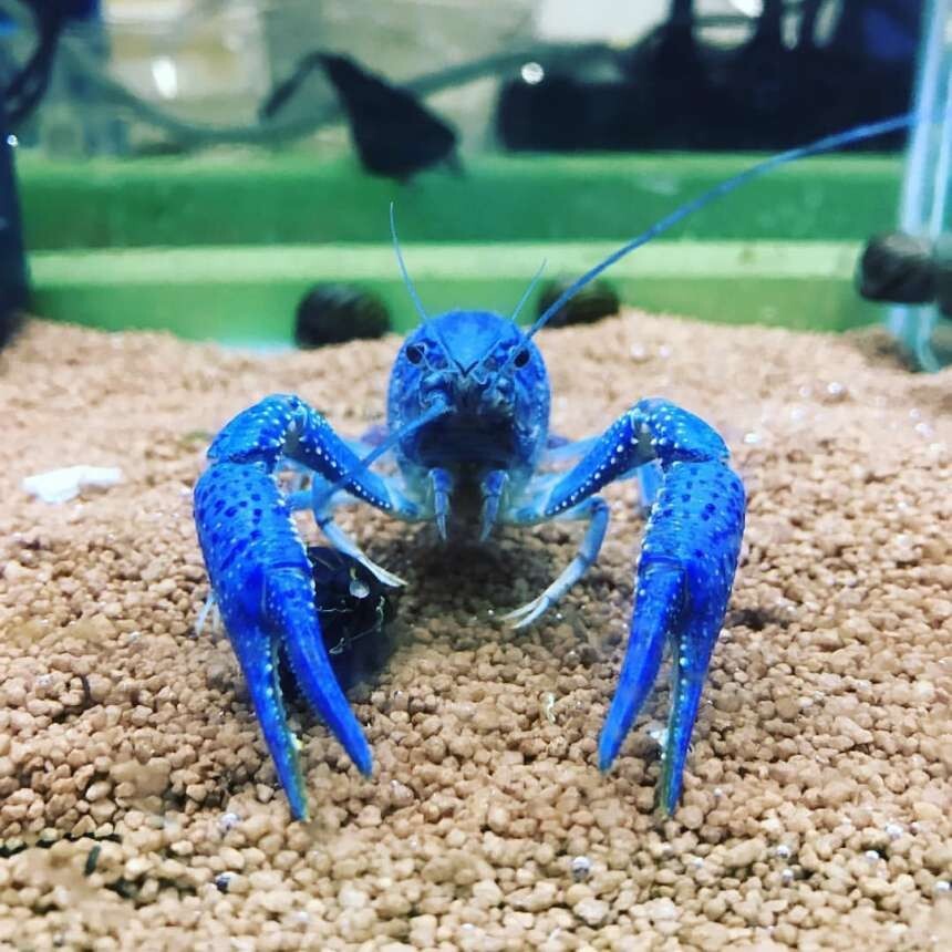 Electric Blue Claw Lobster 2-2.5 inch Procambarus Alleni Live Fish