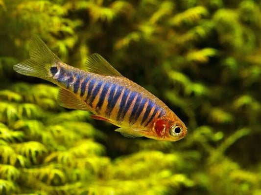 Pack8 Emerald Dwarf Danio (Danio Erythromicron) LiveFish FREE SHIPPING