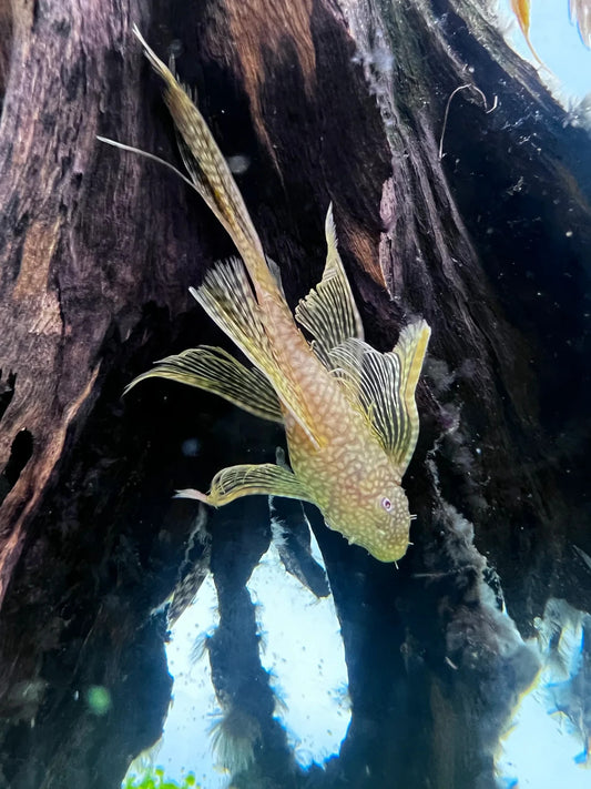 4x Albino Longfin Bristlenose Pleco L144A 1.5” Live Fish Freshwater Plecos