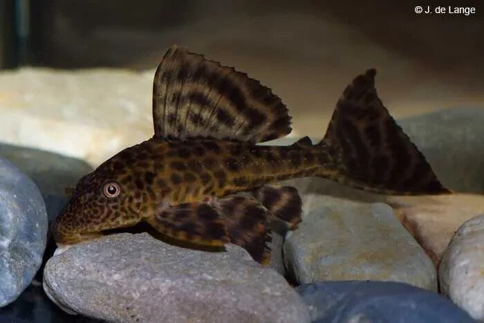Pleco Ancistrus Albino / Plecostomus Hipostomus Pack4 (2-2) FREE SHIPPING