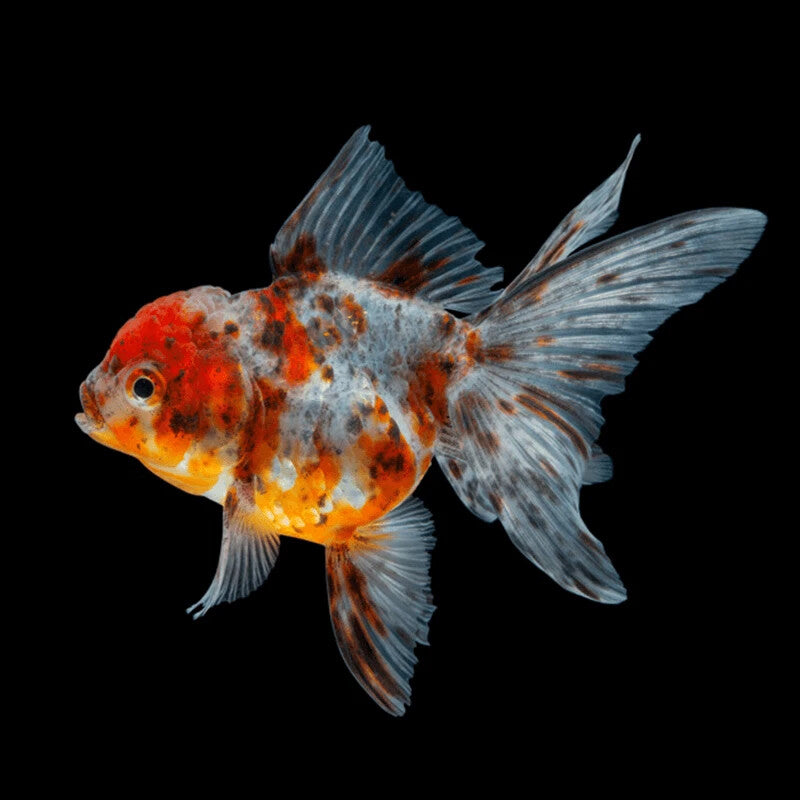 Calico Oranda Goldfish 2.0-2.5 Inch (Pack 4) Live Fish FREE SHIPPING