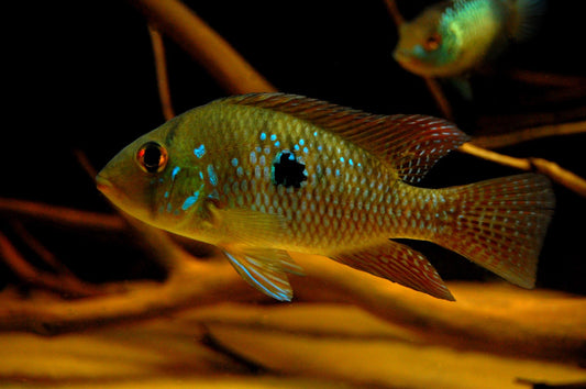 Geophagus brasiliensis Cichlid – 1.75-2" – Live South American Aquarium Fish