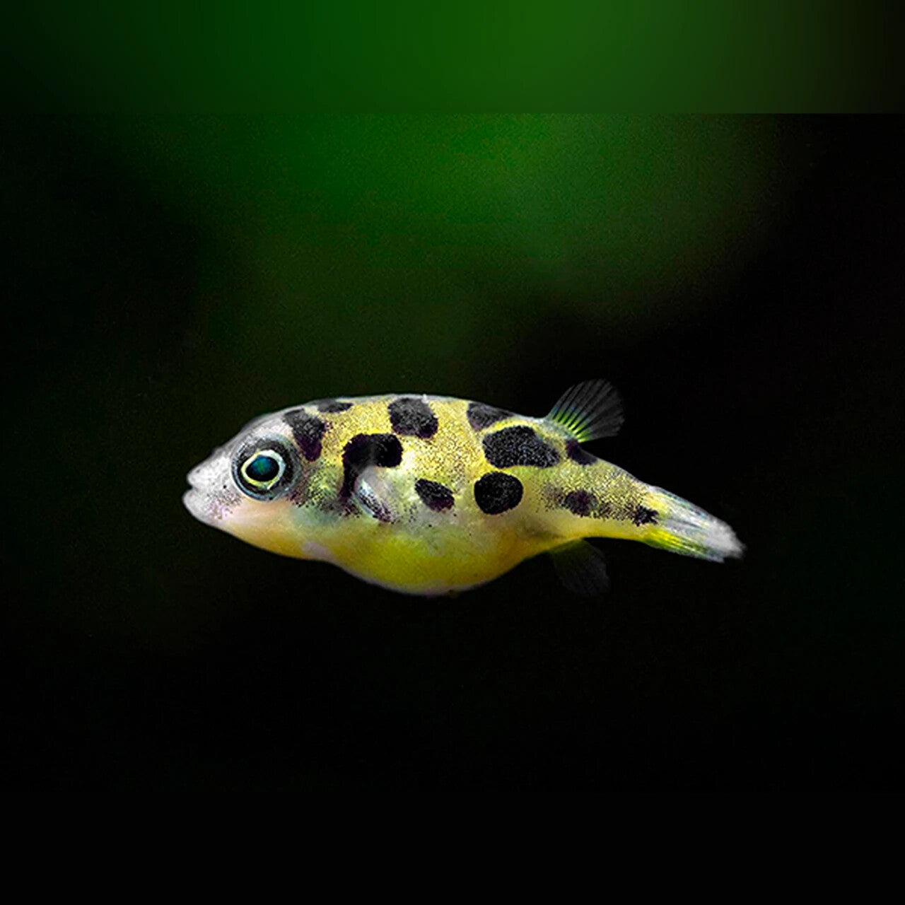Pack 3 Dwarf Puffer 0.5 Inch (Tetraodon Travancoricus) Live Fish FREE SHIPPING
