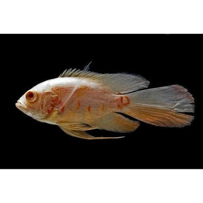 Longfin Oscar Albino Tiger  2 Inch Live Fish Freshwater