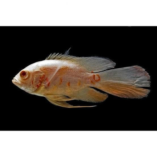 Longfin Oscar Albino Tiger  2 Inch Live Fish Freshwater