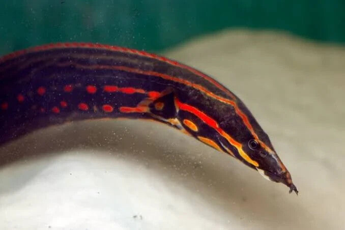 Fire Eels 6-7 inch (Mastacembelus erythrotaenia) Live Fish