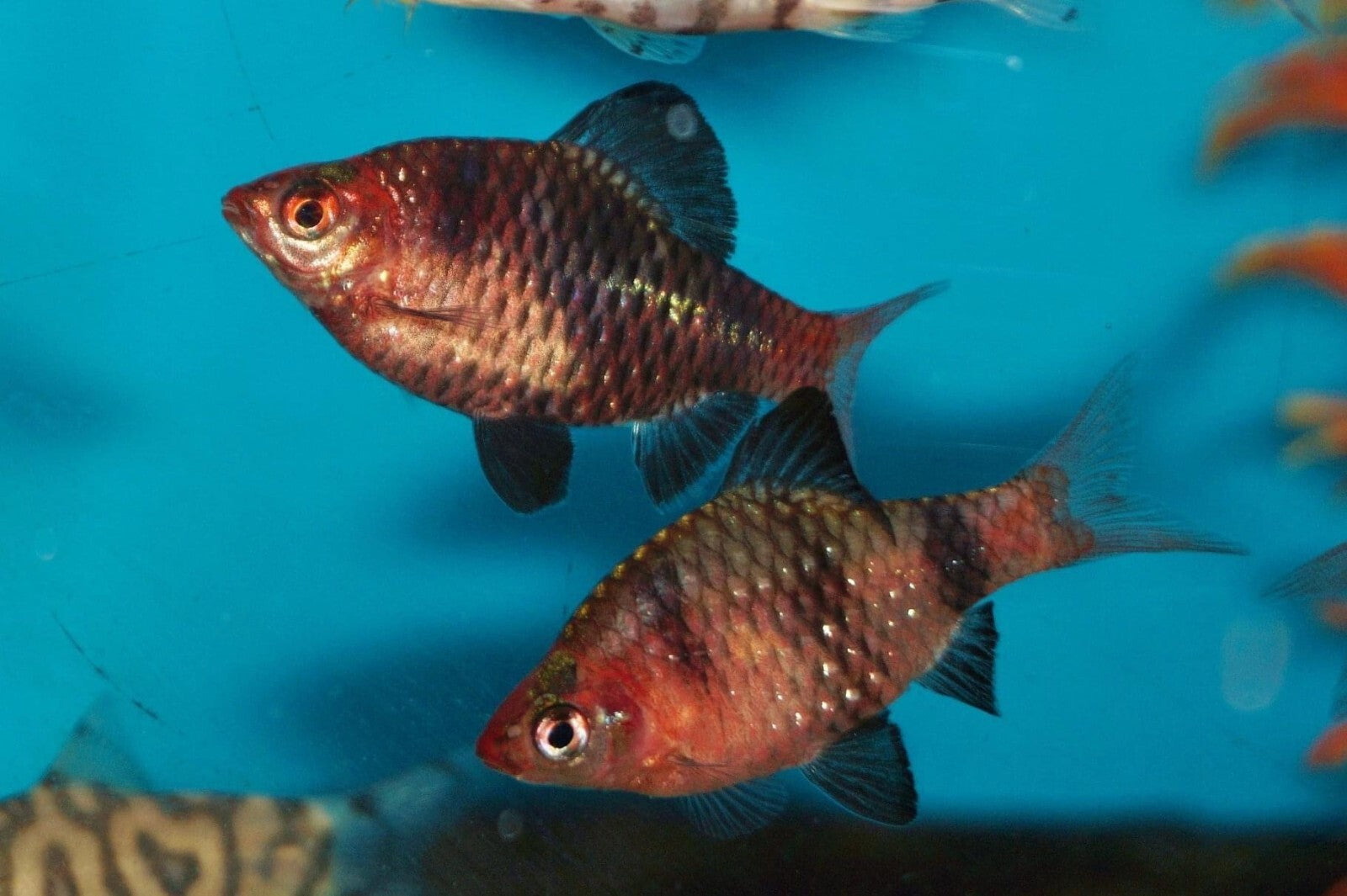 Pack 12 Black Ruby Barb (Pethia Nigrofasciata) Unsexed Livefish