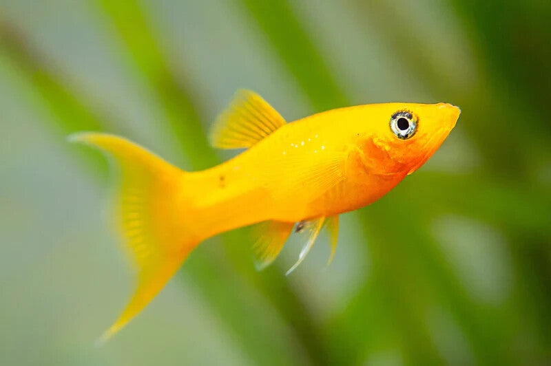 5x Tangerine Lyretail Molly – Live Freshwater Fish – Peaceful & Colorful