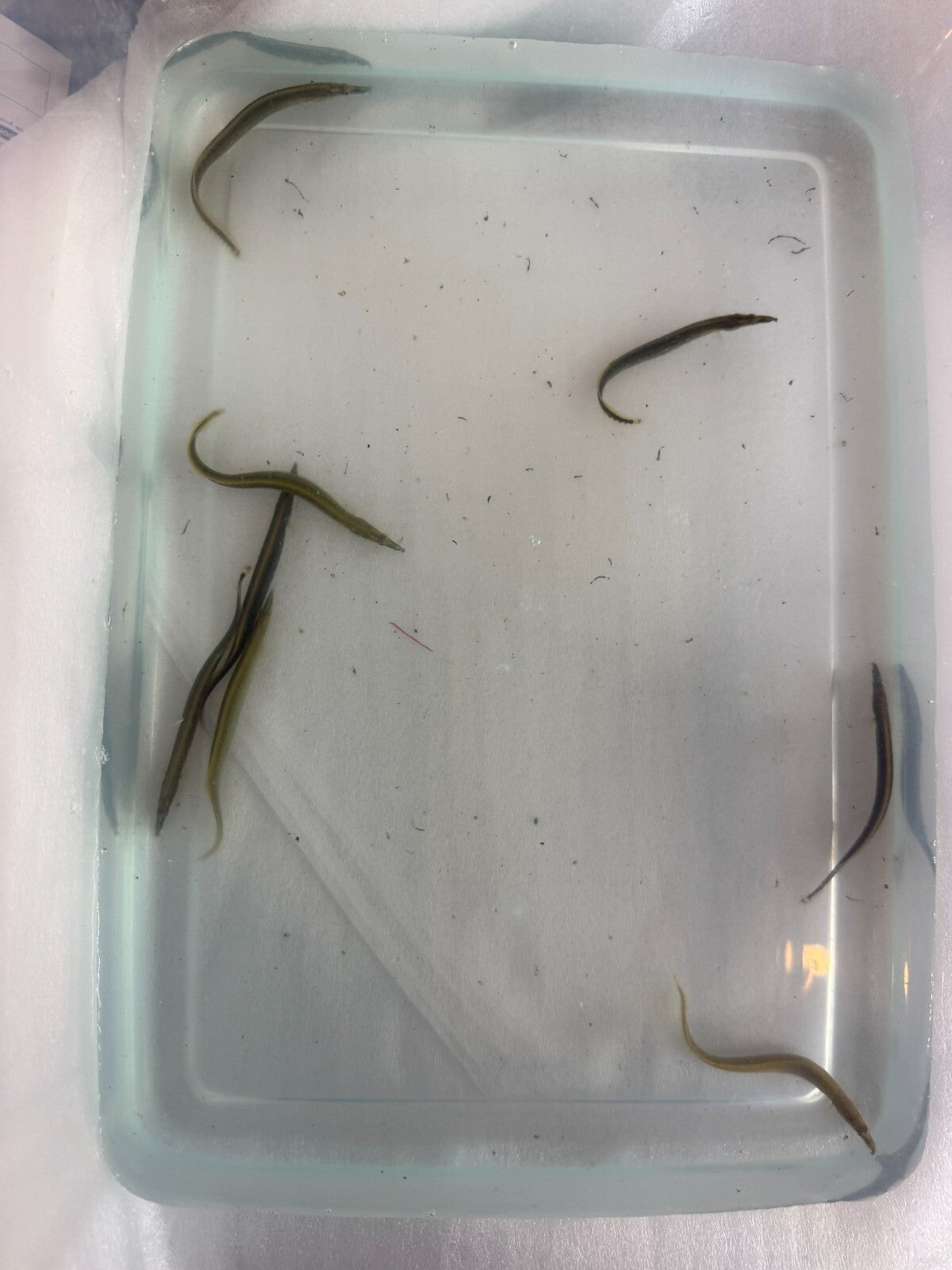 Fire Eels 3-4 inch (Mastacembelus erythrotaenia) Live Fish FREE SHIPPING