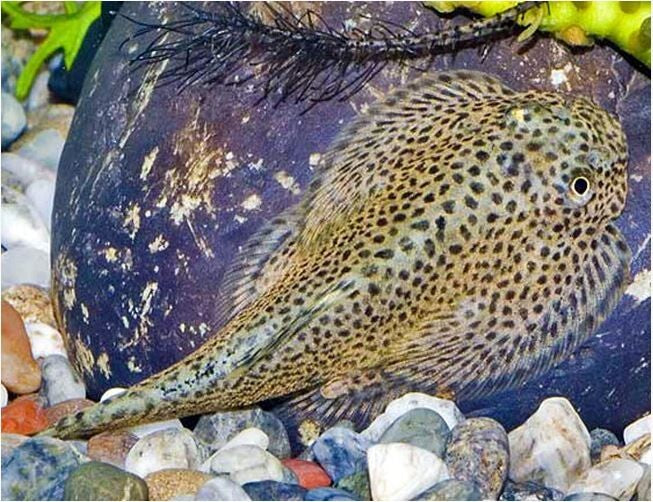 Goldring Butterfly Hillstream Loach PACK 5 FREE SHIPPING