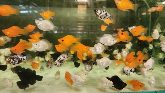 5 Pack Assorted Ballon Mollies Live Fish FREE SHIPPING