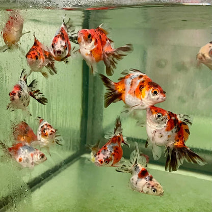 Goldfish Calico Fantail Pack 5 1.5 inch Live Fish FREE SHIPPING