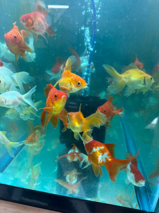 Red and White Ryukin Goldfish 3-4” Assorted Live Fancy Aquarium Fish